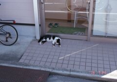 film Superia X-traにて