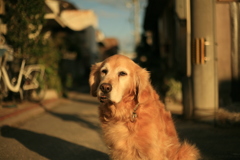 お宿番してるみゅうちゃん