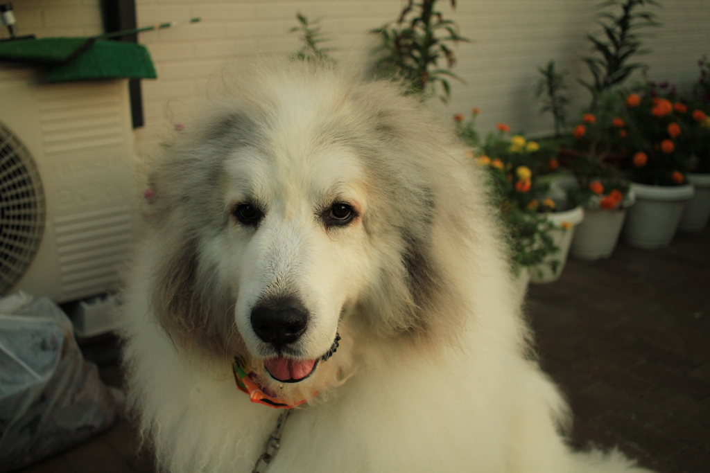 ココちゃんも涼しくなってきて表に出てる