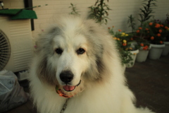 ココちゃんも涼しくなってきて表に出てる