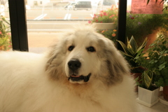 お店番してるココさん