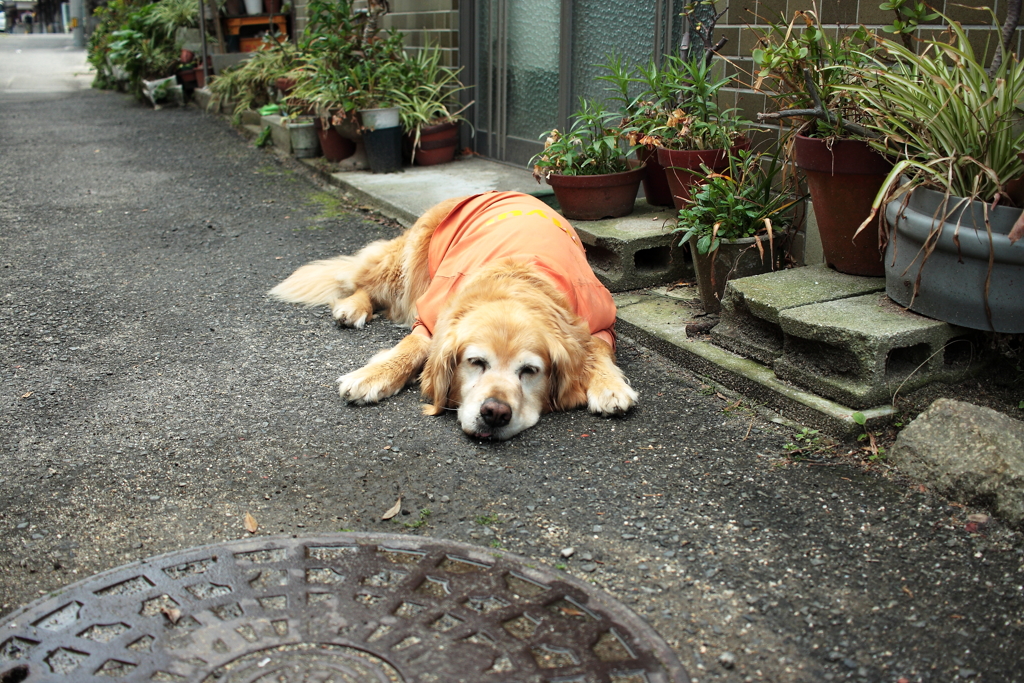 すっきりして宿に帰ってきたみゅうちゃん