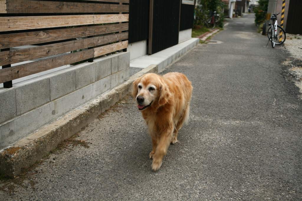 いずみさんに駆け寄るみゅうちゃん