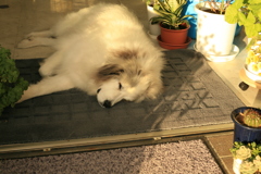 門番してるココさん