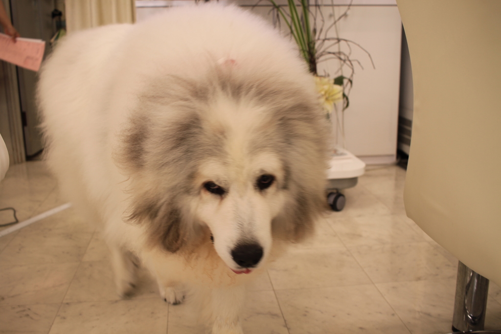 ココさんが裏から出てきてくれた