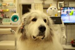 耳飾りがお正月バージョンのココさん