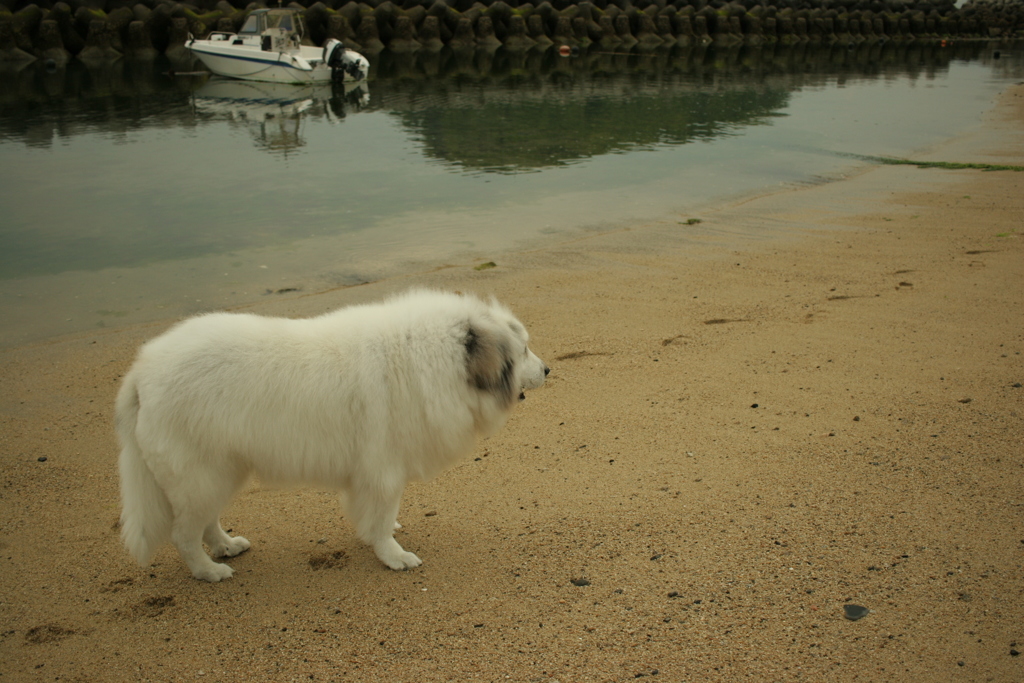 ココちゃんとお散歩
