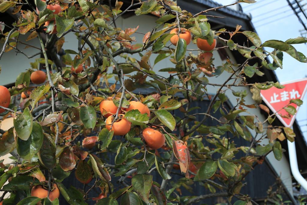 スーパーにコーヒーを買いに行く