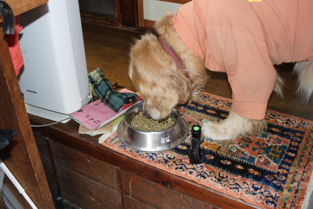 ニュートロを食べて営業の準備をするみゅうちゃん