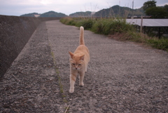トラやん
