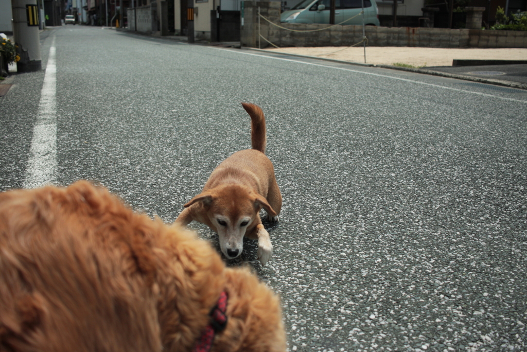 みゅうちゃんを連れてモモちゃんのところへ行く