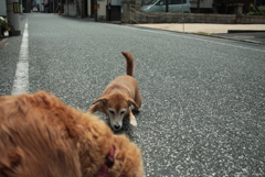 みゅうちゃんを連れてモモちゃんのところへ行く