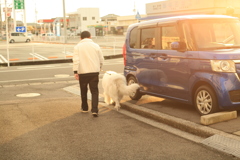 お父さんと散歩に行くココさん