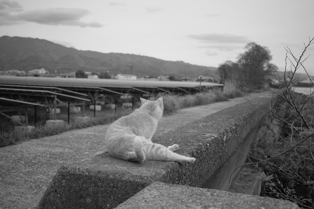 モノクロ