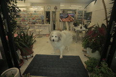 お店番してるココさん