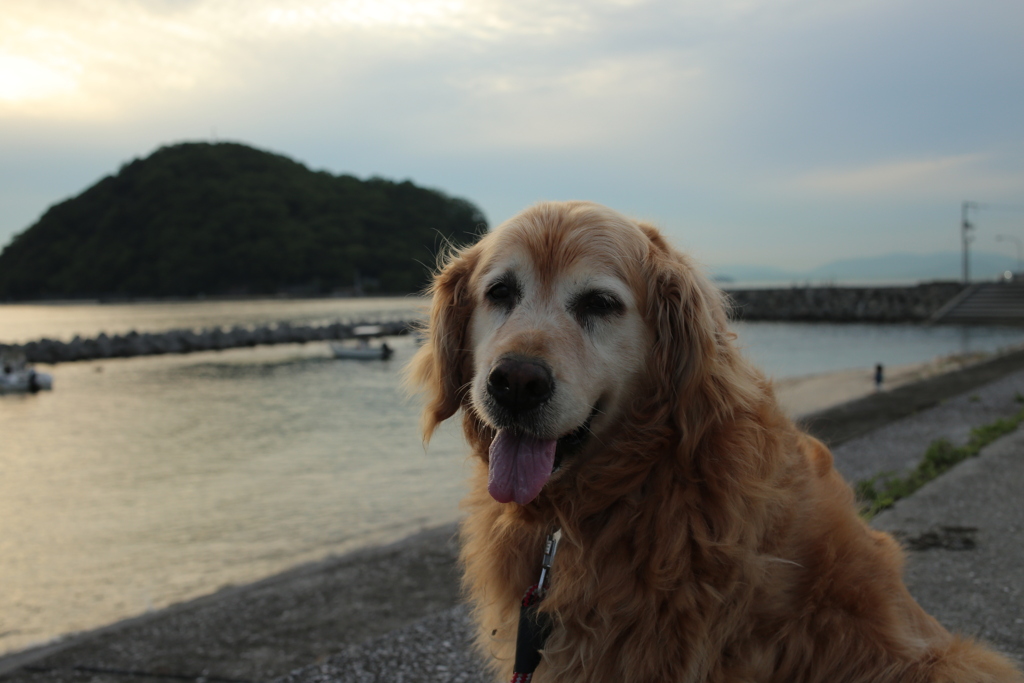 みゅうちゃんと今日も散歩