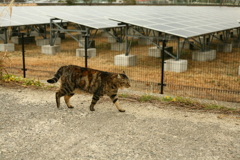 どうも拙者猫です