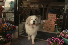 今日もお店番してるココ様