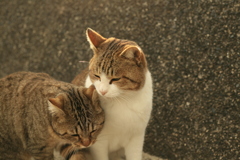トム君とマーちゃん