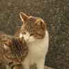 トム君とマーちゃん