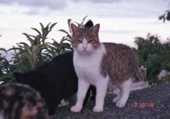 Eos5(Film)にて　10月ごろ