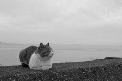 今日もスケベ猫なトム君