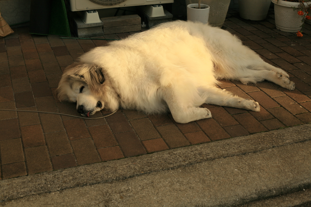 全然寒そうじゃないココさん