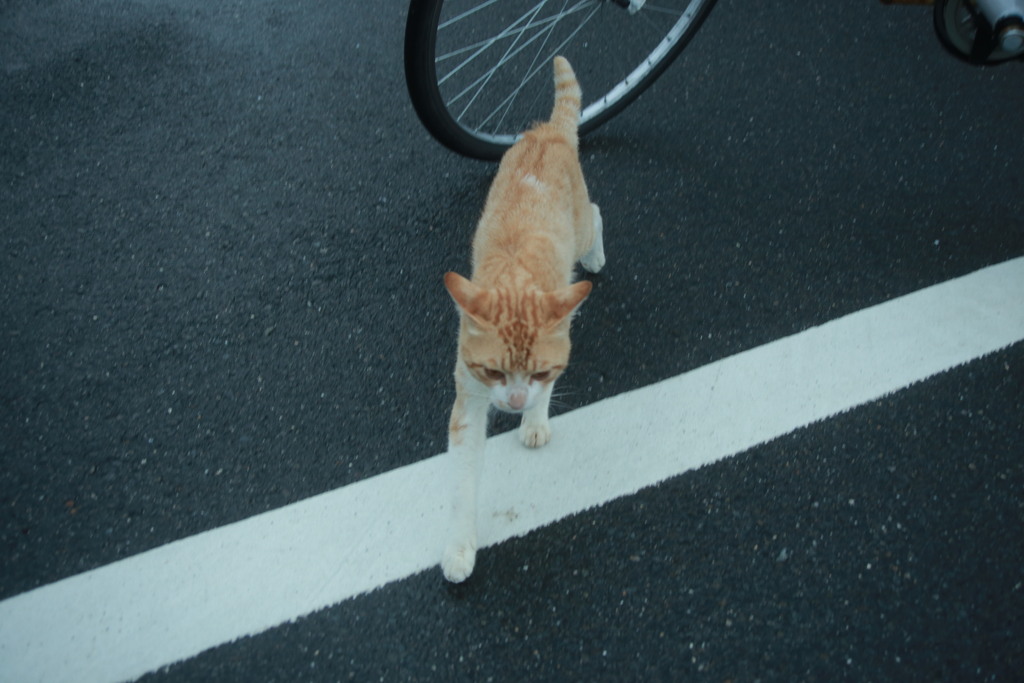 朝写真　古いEFズームレンズにて