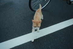 朝写真　古いEFズームレンズにて