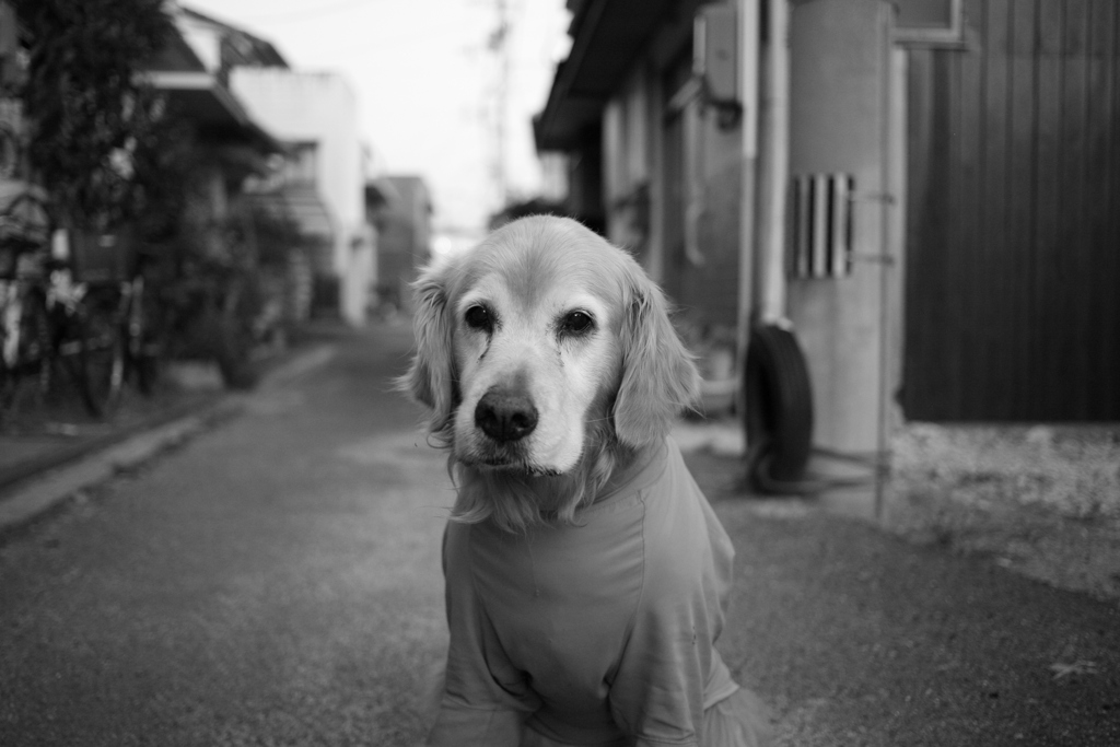 お宿番してるみゅうちゃん