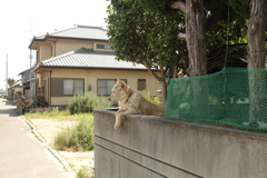 番犬してるダイちゃん