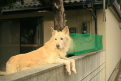 番犬してる大ちゃん