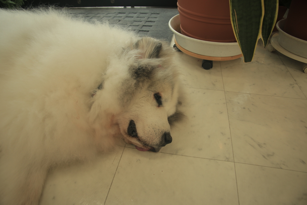 今日もお店番してるココさん