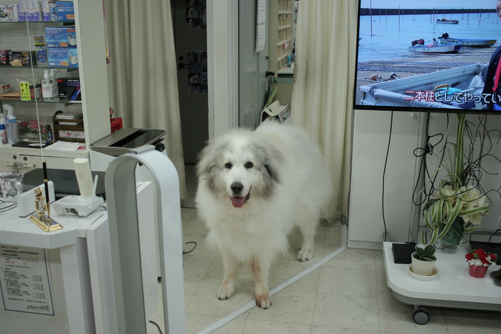 考え中のココさん