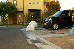 放水してるココ様