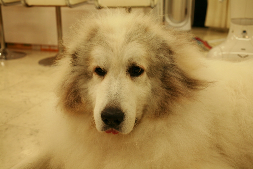 お店番してるココさん