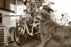 加齢でおやつキャッチが下手になってきたみゅうちゃん