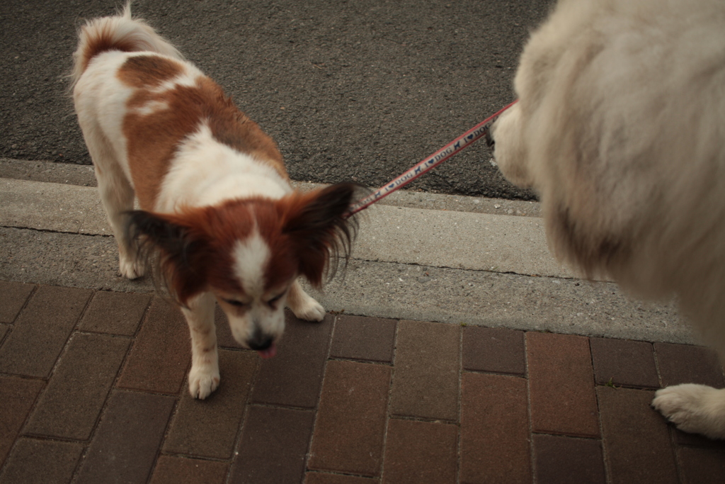 与太郎君とココちゃん