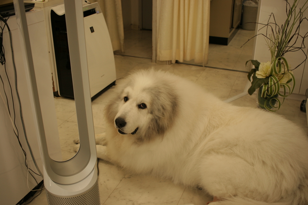 お店番のココちゃん