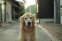 お宿番してるみゅうちゃん