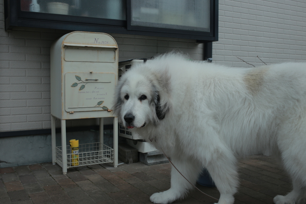 ココさん