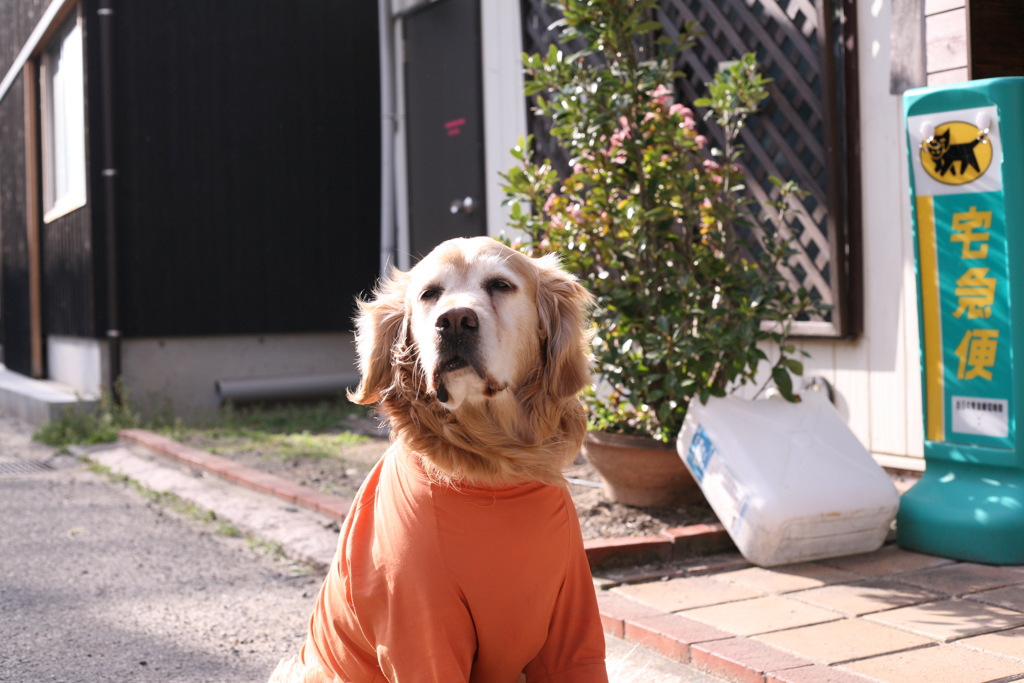 お宿番してるみゅうちゃん