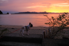 プルちゃんと海