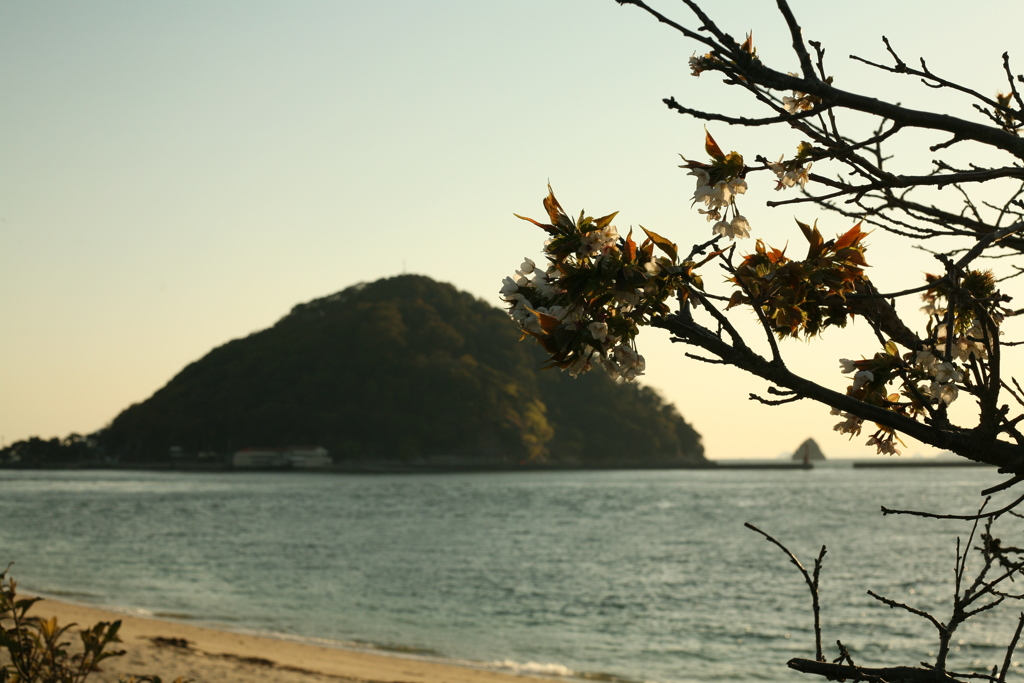サクラと鹿島と恋心と!(^^)!