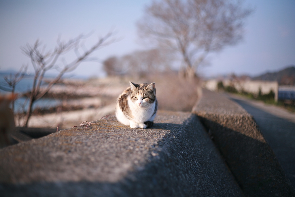 ねこ
