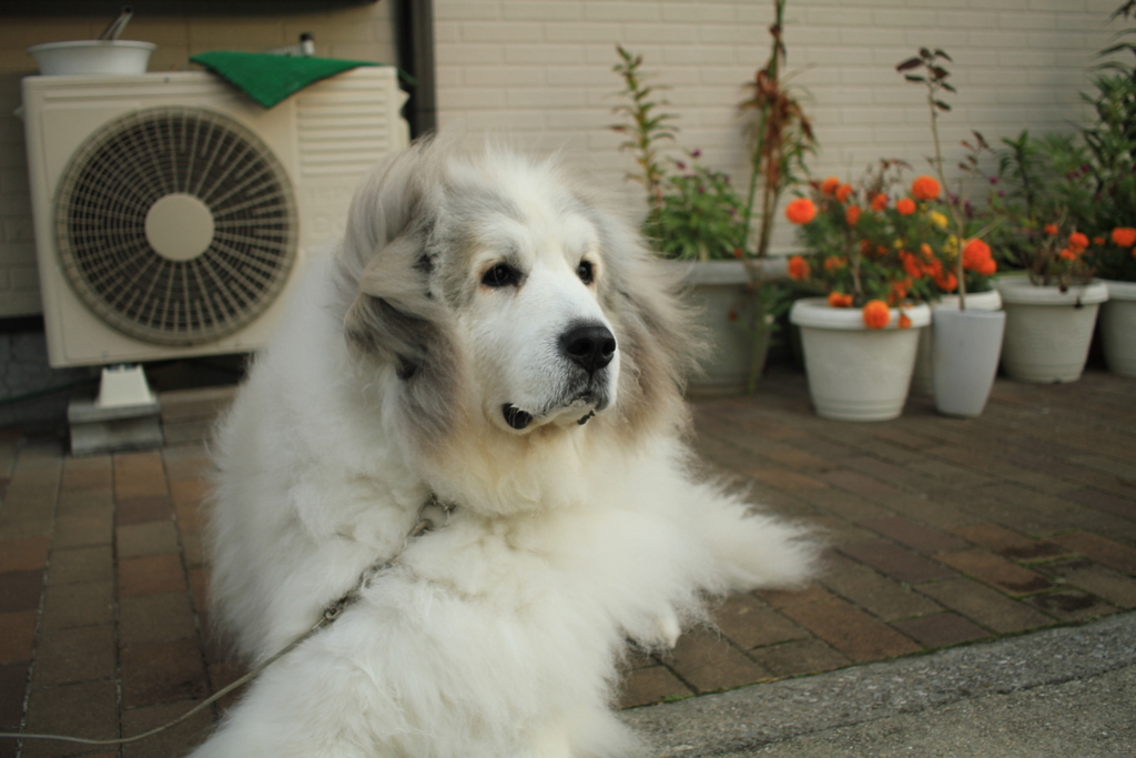 番犬してるココ様