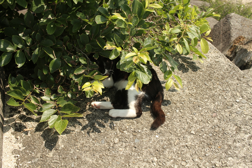 暑いから木陰で