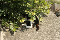 暑いから木陰で