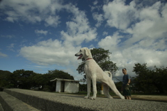 スタンダードプードルのシルクちゃん