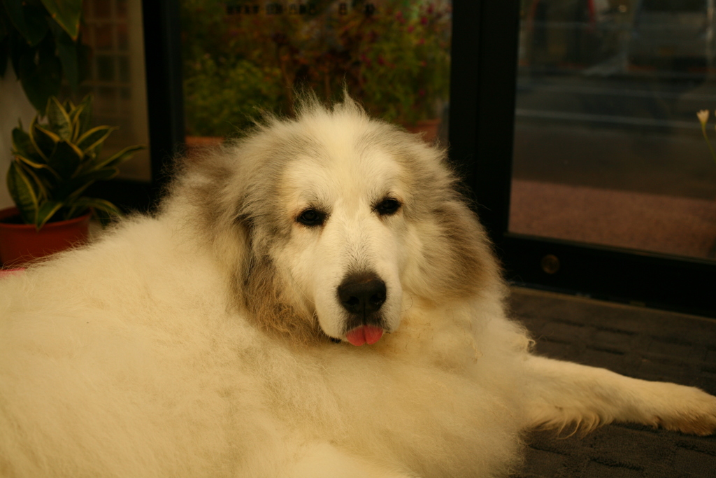 お店番してるココさん
